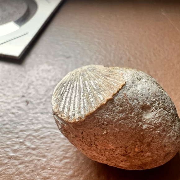 Beautiful Limestone Shell Fossil - Picture 3 of 3